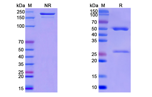 [Proteogenix] Anti-CoV-RBD (A12) antibody