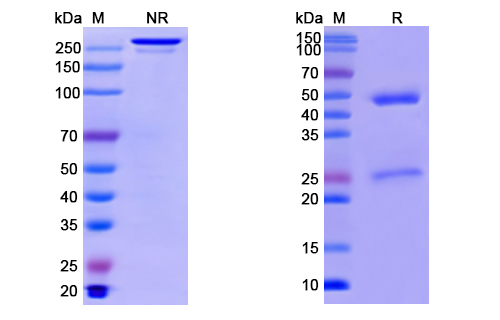 [Proteogenix] Anti-CoV-Nucleoprotein (G7) antibody