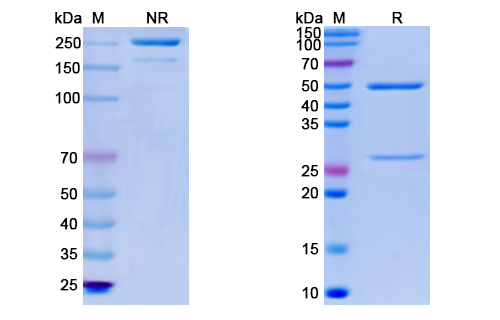 [Proteogenix] Anti-CoV-S[679-833]-F7 antibody