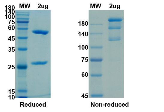 [Proteogenix] Anti-2019-nCoV(S1) – 1 (B38) antibody