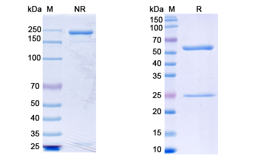 [Proteogenix] Anti-CoV-S2 domain (F8) antibody