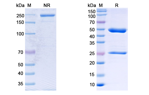 [Proteogenix] Anti-CoV-S2 domain (D7) antibody