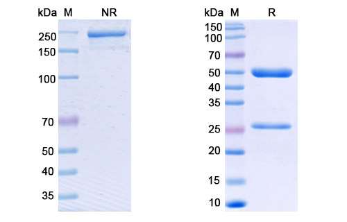 [Proteogenix] Anti-CoV-S2 domain (G5) antibody