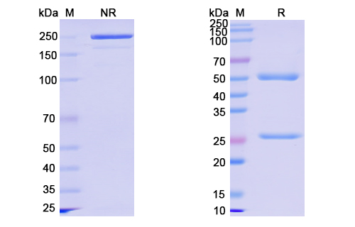 [Proteogenix] Anti-CoV-S2 domain (D8) antibody