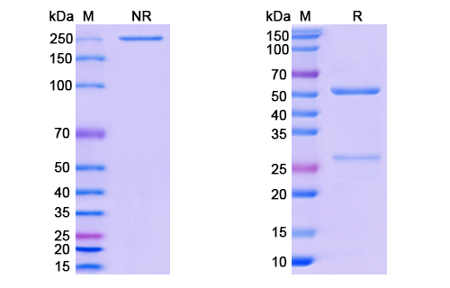 [Proteogenix] Anti-CoV-RBD (G1) antibody