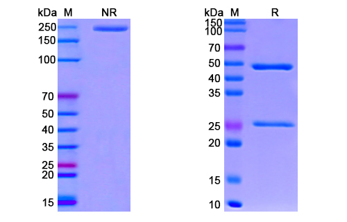 [Proteogenix] Anti-CoV-RBD (B5) antibody