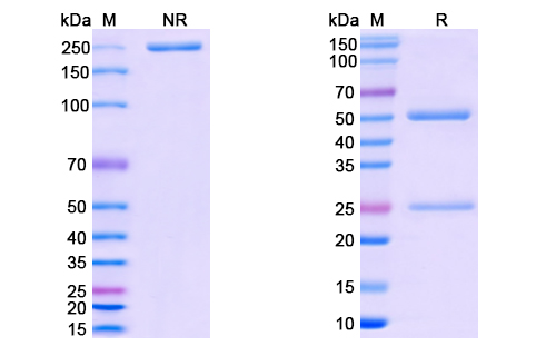 [Proteogenix] Anti-CoV-RBD (A2) antibody