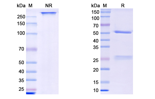 [Proteogenix] Theralizumab Biosimilar – Anti-CD28 mAb – Research Grade
