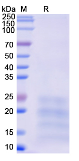 [Proteogenix] Recombinant Monkeypox virus/MPXV A29L Protein