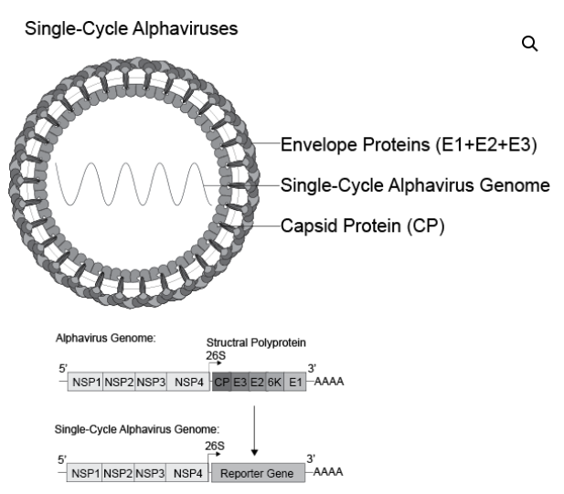 [Virongy] Alphaviral Pseudoviruses and Single-Cycle Viruses
