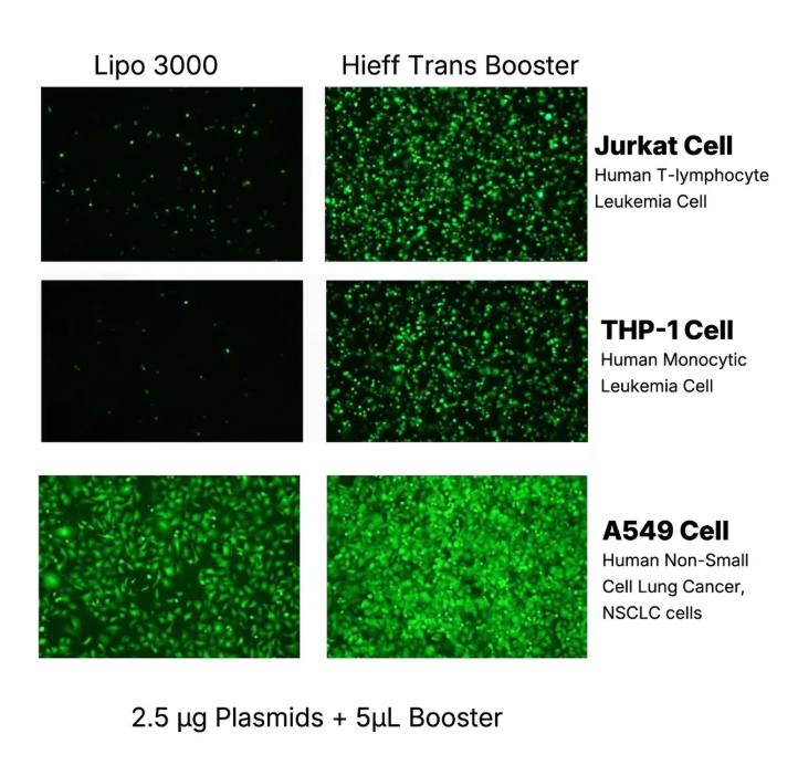 [YEASEN] Hieff Trans™ Booster DNA/RNA Transfection Reagent
