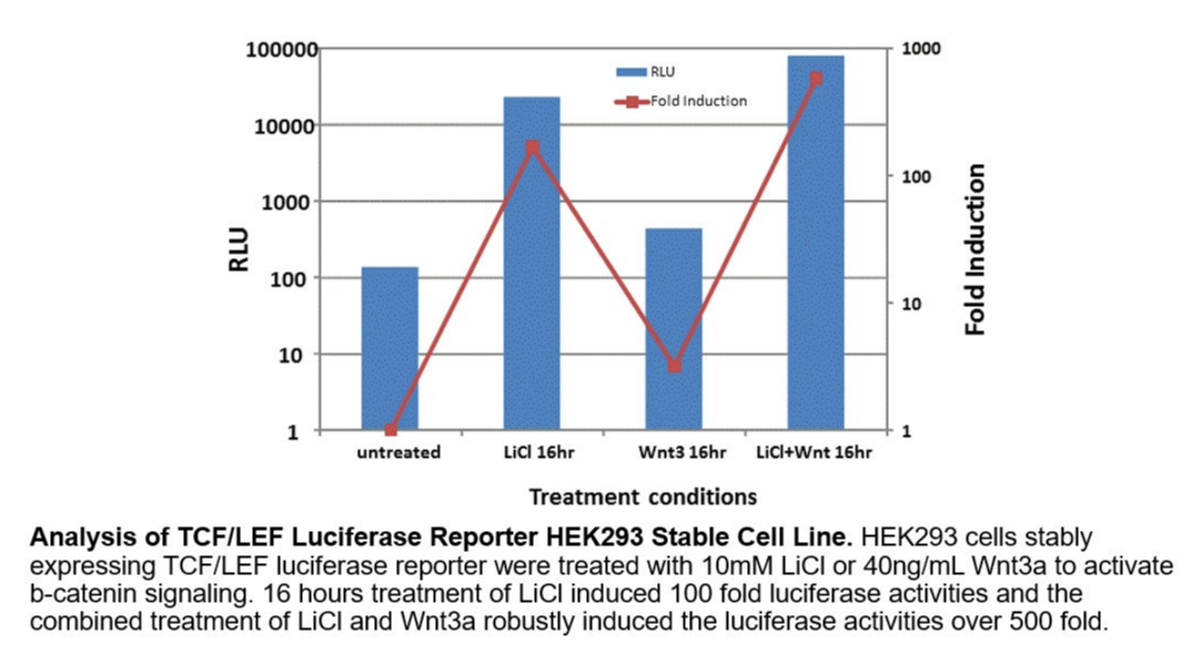 [Signosis] TCF/LEF Luciferase Reporter HEK293 Stable Cell Line