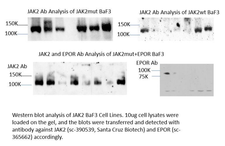 [Signosis] Jak2 V617F + EPOR expressing Ba/F3 cell line
