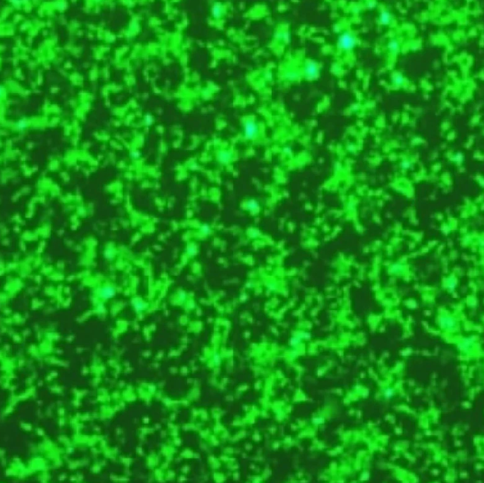 [YEASEN] Hieff Trans™ Liposomal Transfection Reagent (Ver.2000)