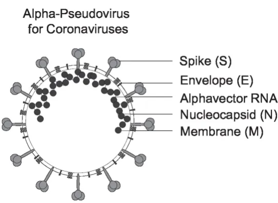 [Virongy] SARS-CoV-2 Pseudoviral Neutralization Assay Kit