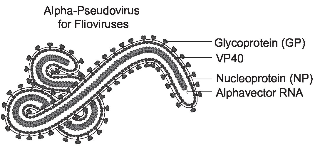 [Virongy] Rapid Alpha-pseudovirus for Filoviruses