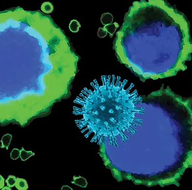 [Virongy] HIV Rev-­dependent Reporter Cells