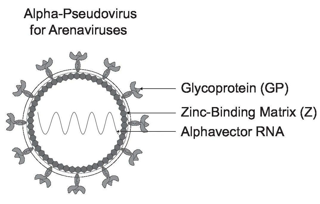 [Virongy] Lassa Pseudoviral Neutralization Assay Kit