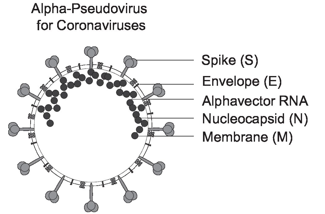 [Virongy] Rapid Alpha-Pseudoviruses for Coronavirus Research