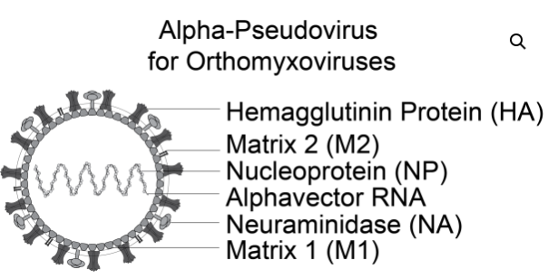 [Virongy] Rapid Alpha-Pseudoviruses for Influenza A