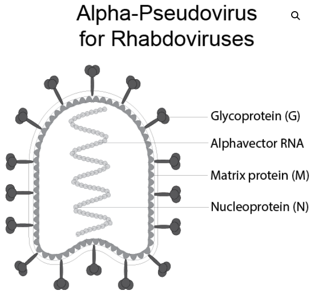 [Virongy] Rapid Alpha-Pseudoviruses for Rabies Virus