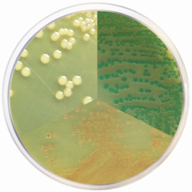 [Condalab] Vibrio Chromogenic Agar