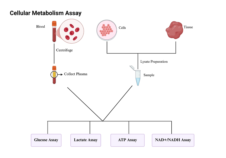 [Signosis] Cellular Metabolism Combo Assay Kit (100 Tests per Analyte)