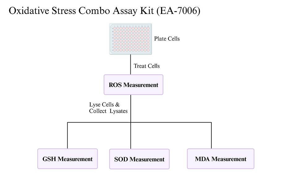 [Signosis] Oxidative Stress Combo Assay Cell Kit (100 Tests per Analyte)