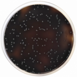 [Condalab] Listeria Agar Base Oxford ISO