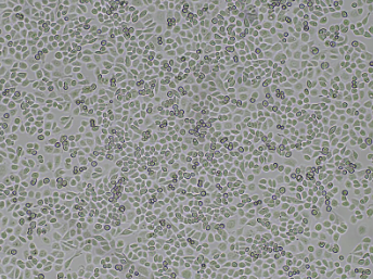 [Accegen] MDA-MB-468