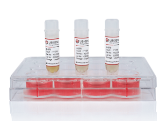 [Ubigene] Human Acute Promyelocytic Leukemia Cell Line(NB4)