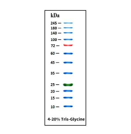 [YEASEN] GoldBand™ 3-color High Range Protein ladder (10-245 KDa )