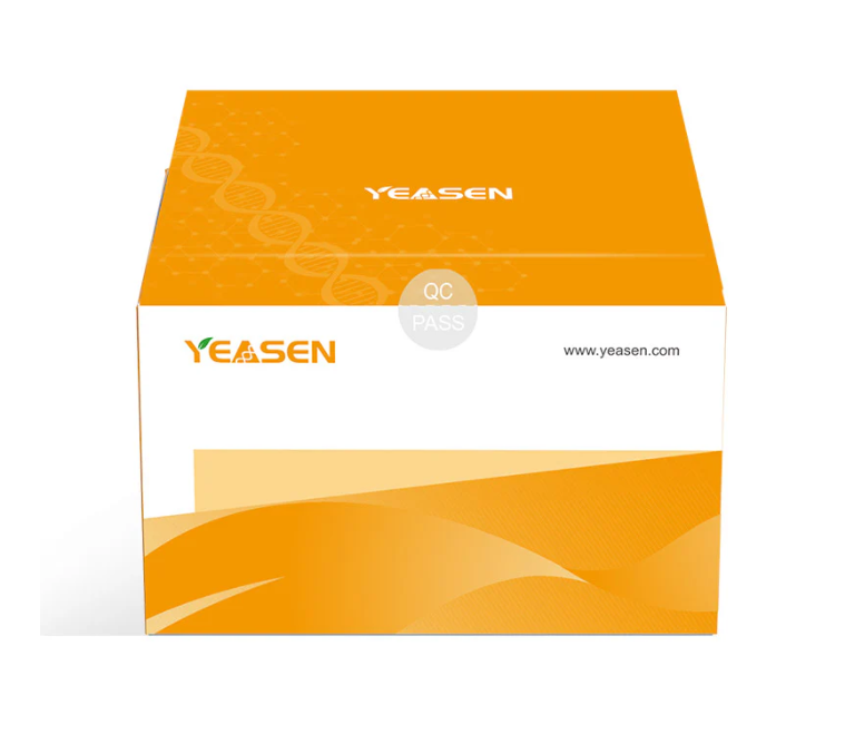 [YEASEN] Hieff Trans™ PEI Master Transfection Reagent