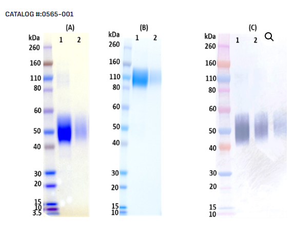 [IBT Bioservices] Recombinant Ebola Virus Soluble GP (sGP)