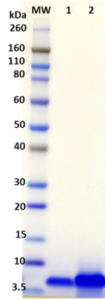 [IBT Bioservices] Ebola virus Delta Peptide