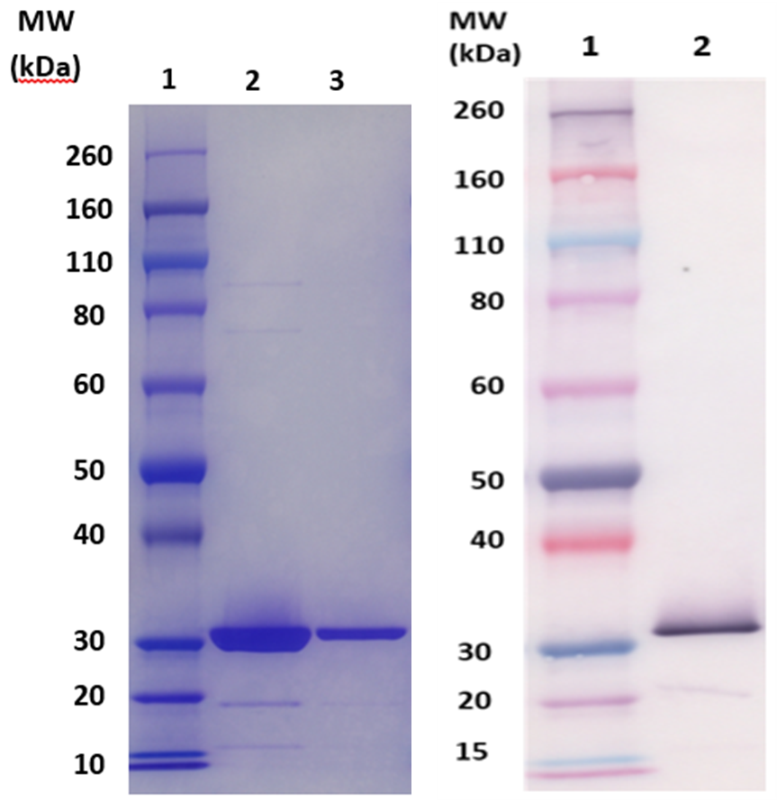 [IBT Bioservices] Csa1A protein (S. aureus)