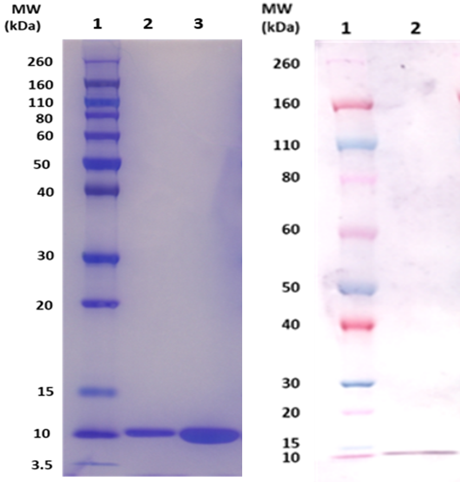 [IBT Bioservices] EsxA protein (S. aureus)