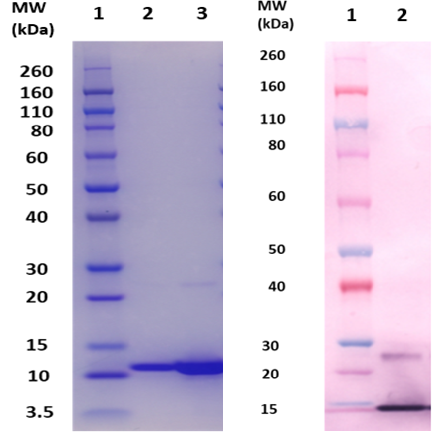 [IBT Bioservices] EsxB protein (S. aureus)