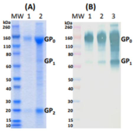 [IBT Bioservices] HA Tag – Recombinant Sudan Ebola Virus GPΔTM (Mammalian)