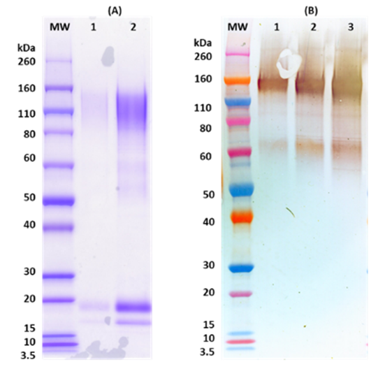 [IBT Bioservices] HIS Tag – Recombinant Sudan Ebola Virus GPΔTM (Mammalian)