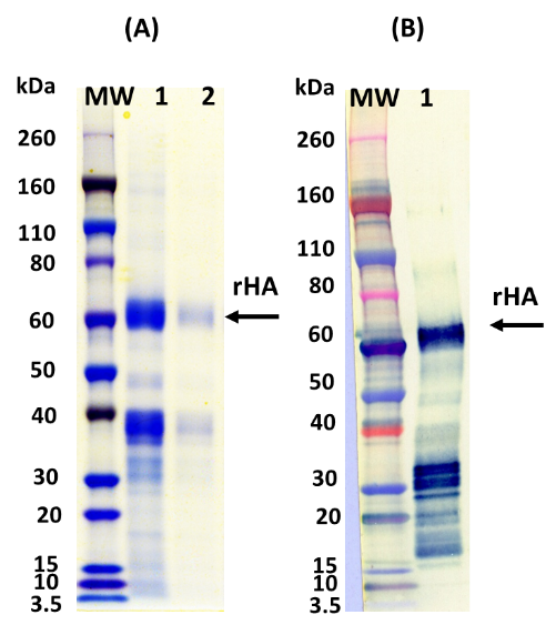 [IBT Bioservices] Influenza Hemagglutinin Glycoprotein (H10N8) (H10 Jiangxi-Donghu)