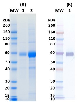 [IBT Biosevices] Influenza Hemagglutinin Glycoprotein (H10N8) minus transmembrane region (H10ΔTM Jiangxi-Donghu)