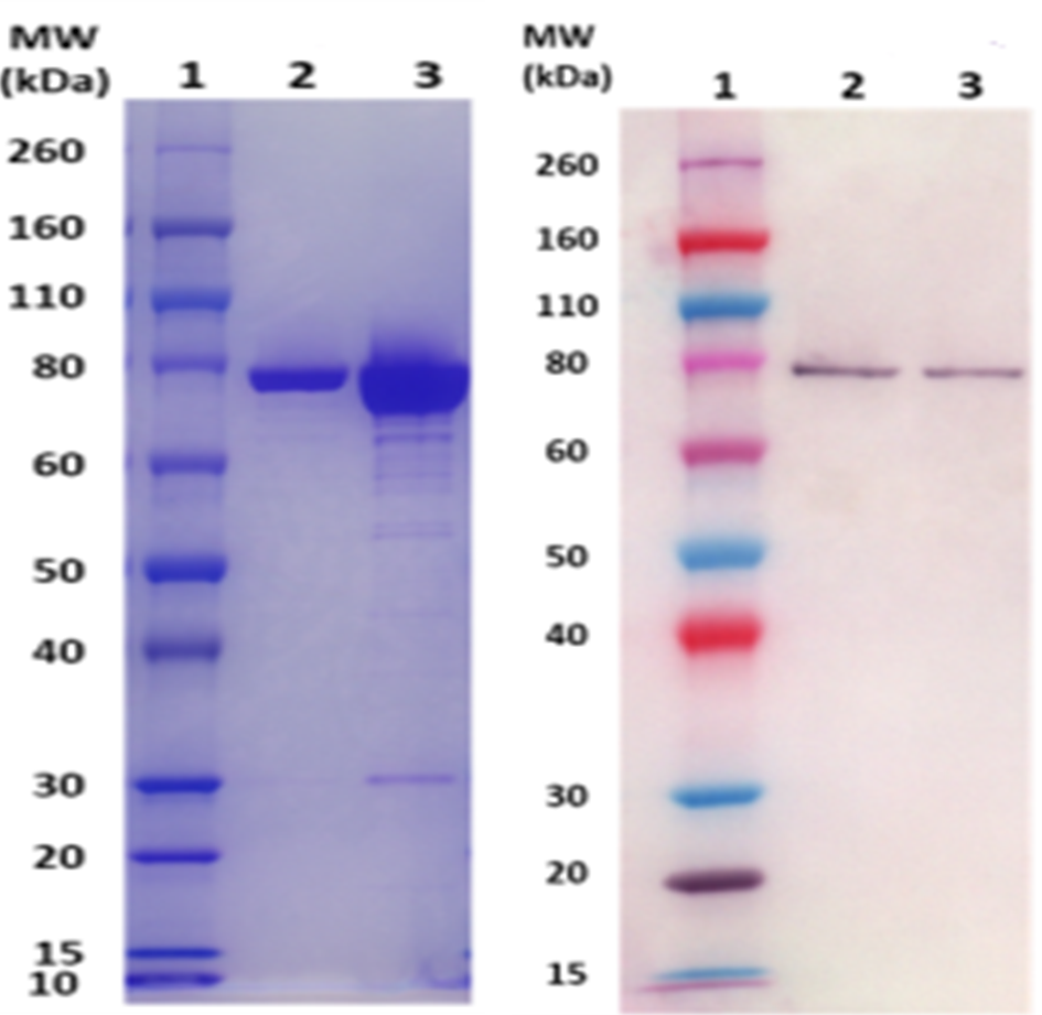 [IBT Bioservices] IsdB (S. aureus)