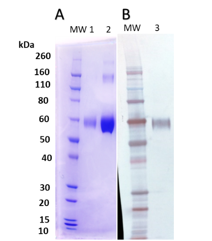 [IBT Bioservices] Nipah Virus Attachment F