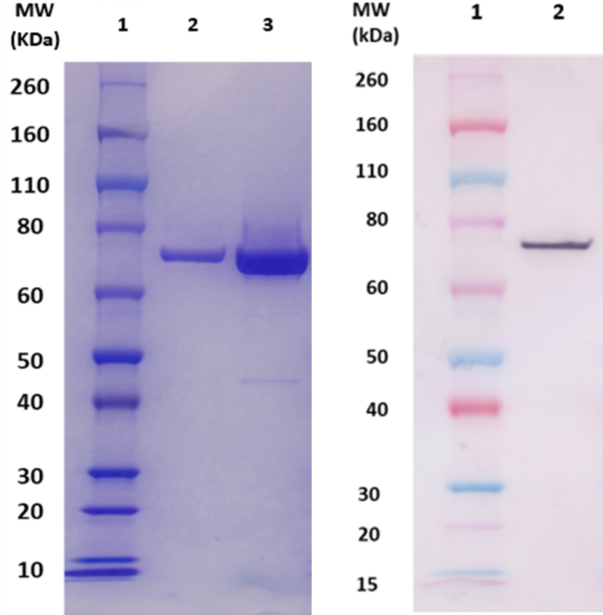 [IBT Bioservices] rCflA protein (S. aureus)