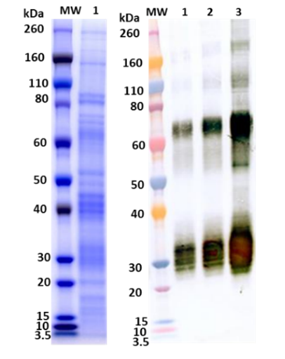 [IBT Bioservices] Recombinant Angola Marburg virus GPΔmuc (Sf9)
