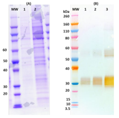 [IBT Bioservices] Recombinant Angola Marburg virus GPΔTM – 500ug