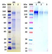[IBT Bioservices] Recombinant Ebola Virus rGPΔTM (Mammalian)