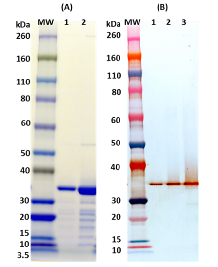 [IBT Bioservices] Recombinant Hla, tag free (S. aureus)