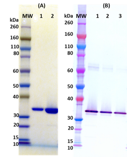 [IBT Bioservices] Recombinant Hlg C, tag free (S. aureus)